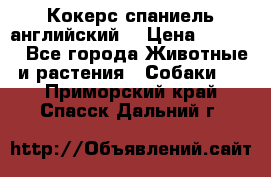 Кокерс спаниель английский  › Цена ­ 4 500 - Все города Животные и растения » Собаки   . Приморский край,Спасск-Дальний г.